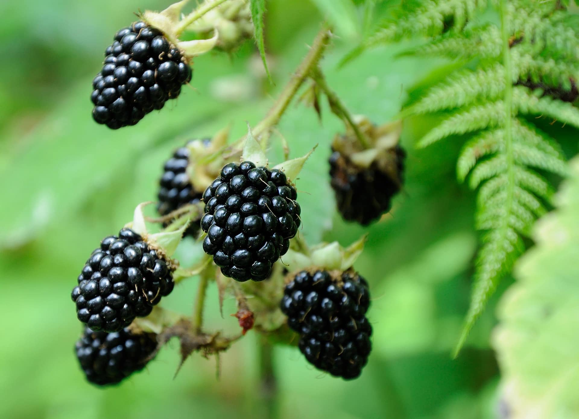 5 Surprising Health Benefits Of Blackberries Sustain Health Magazine